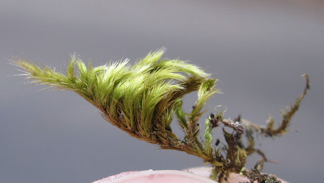 Homalothecium sericium.  Silky Wall Feather-moss.  On a roadside wall.  One Tree Hill, 17 March 2012.