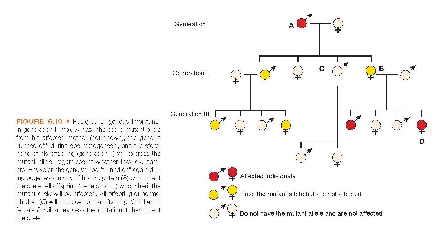 Pedigree of genetic imprinting. In generation I, male A has inherited a mutant allele from his affected mother (not shown); the gene is “turned off” during spermatogenesis, and therefore, none of his offspring (generation II) will express the mutant allele, regardless of whether they are carriers. However, the gene will be “turned on” again during oogenesis in any of his daughters (B) who inherit the allele. All offspring (generation III) who inherit the mutant allele will be affected. All offspring of normal children (C) will produce normal offspring. Children of female D will all express the mutation if they inherit the allele.