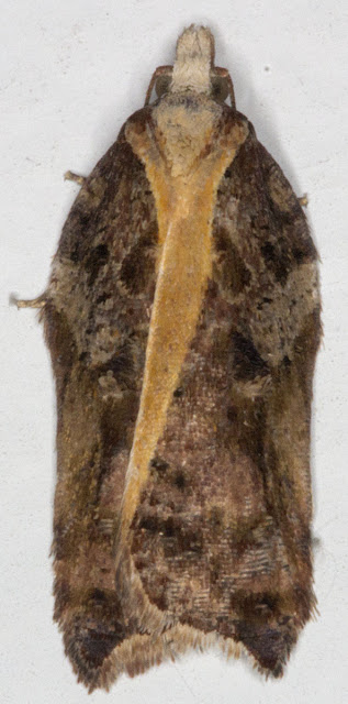 Rufous-margined Button Moth, Acleris cristana.  Tortrix.   Micromoth caught on the outside of my back window in Hayes, 23 February 2012, and photographed again in the house the next night, 24 February 2012.  Manley says there are over 120 named forms!  But the tuft of scales on the wing is definitive here.