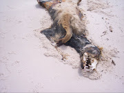 More dead dolphins and land animals wash up on Gulf of Mexico beaches .