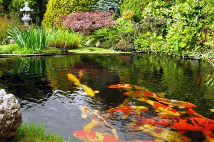 Koi Pond Cleaning | Koi Fish Care Info