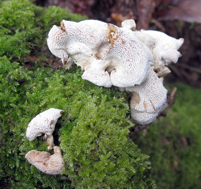 Bitter Oysterling, Panellus stipticus. Toys Hill, 3 March 2012.