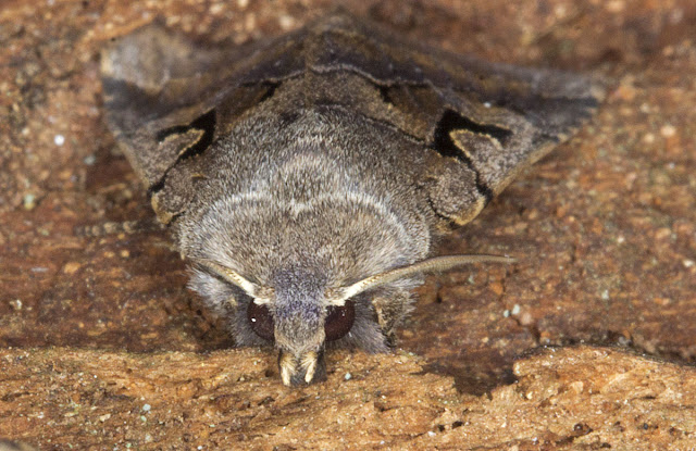 Hebrew Character, Orthosia gothica.  Noctuid.  In my moth trap in Hayes on 9 March 2012.