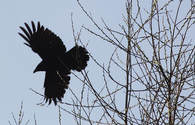 Carrion Crow, Corvus corone corone.  Bird walk in Jubilee Country Park, 24 March 2012.