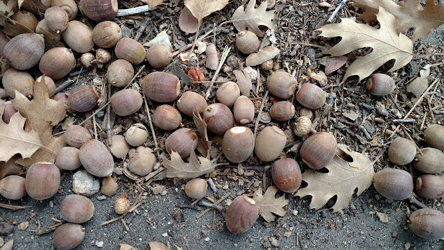 Acorns on ground