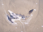 More dead creatures on Gulf of Mexico Beaches: Grand Isle, LATaken April .