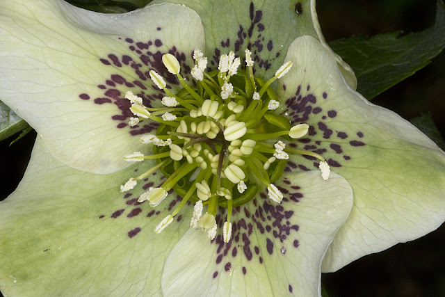 Christmas Rose, Helleborus niger, in my back garden in Hayes on 24 February 2012.