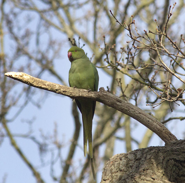 Rose-ringed Parakeet, Psittacula krameri.  Juvenile or female.  Bird walk in Jubilee Country Park, 24 March 2012.