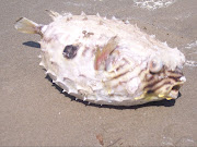 More dead creatures on Gulf of Mexico Beaches: Grand Isle, LATaken April .