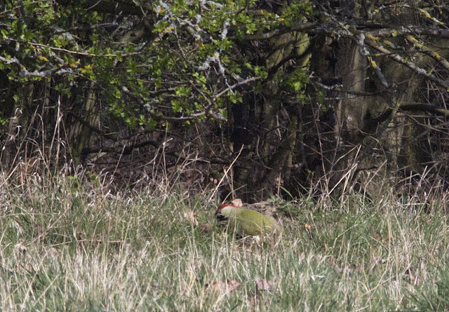 Green Woodpecker, Picus viridis.  Bird walk in Jubilee Country Park, 24 March 2012.