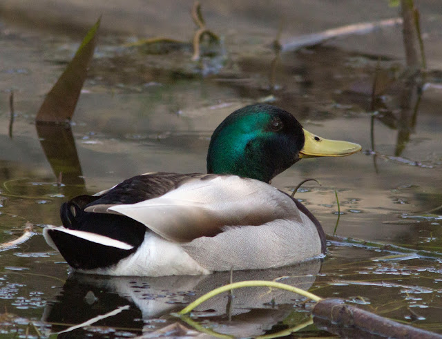 Mallard, Anas platyrynchos.  Male.   Bird walk in Jubilee Country Park, 24 March 2012.