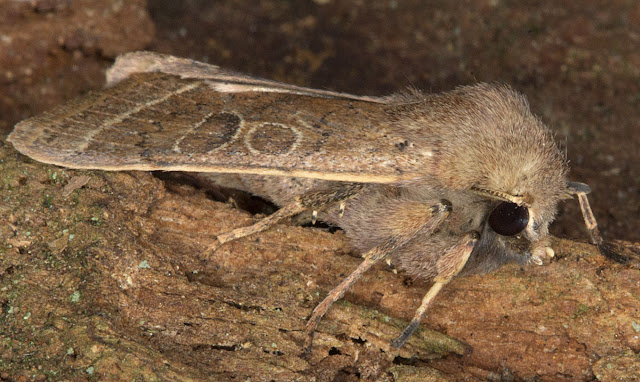 Common Quaker, Orthosia cerasi.  Caught in my moth trap in Hayes on 11 March 2012.