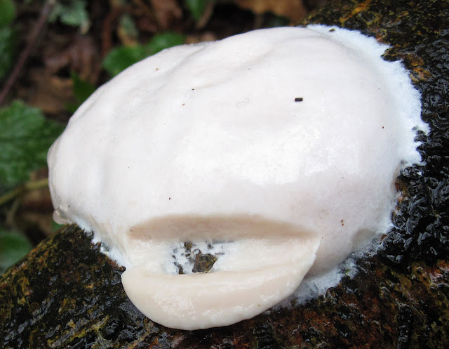 Myxomycete, perhaps Enteridium lycoperdon. One Tree Hill, 17 March 2012.