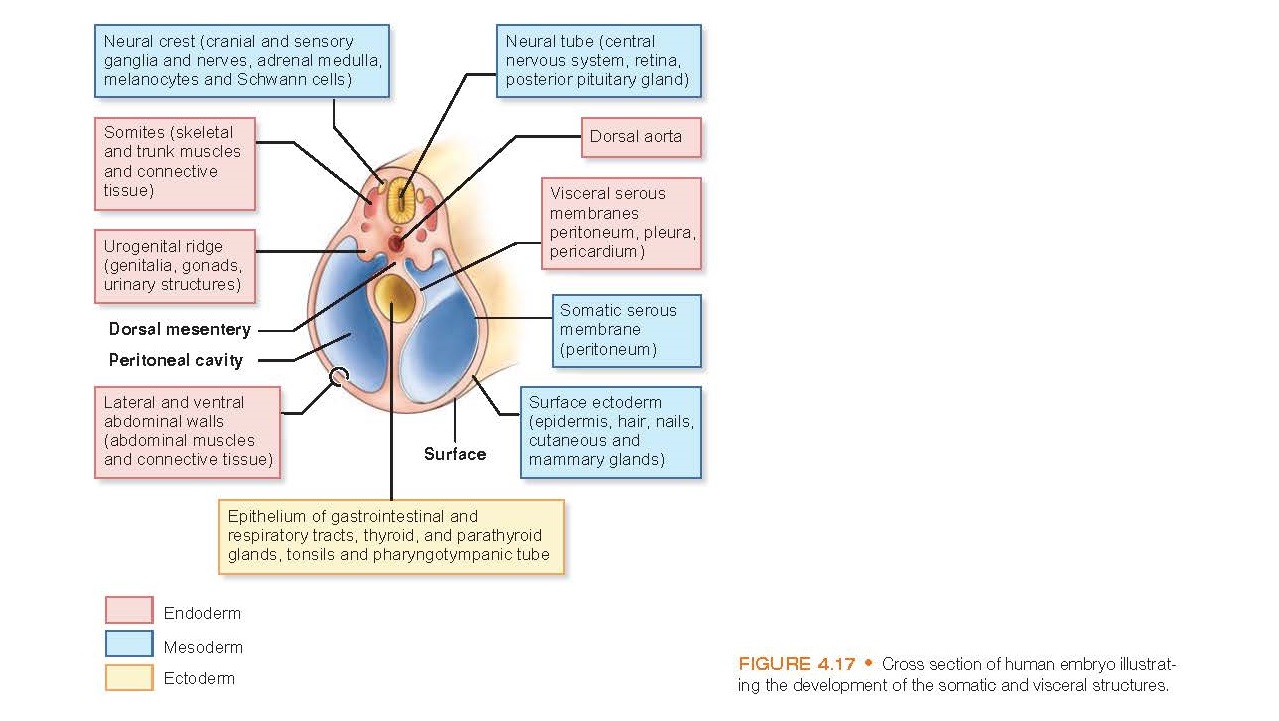 Cross section of human embryo illustrating the development of the somatic and visceral structures.