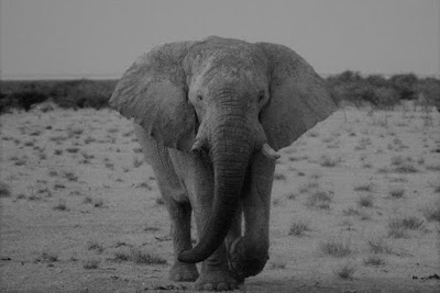 South Africa, elephants, poaching, save the elephants