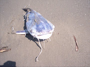 More dead creatures on Gulf of Mexico Beaches: Grand Isle, LATaken April .