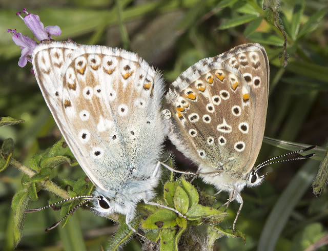 Chalkhill Blue, Lysandra coridon.  Mating pair.  3 August 2013.