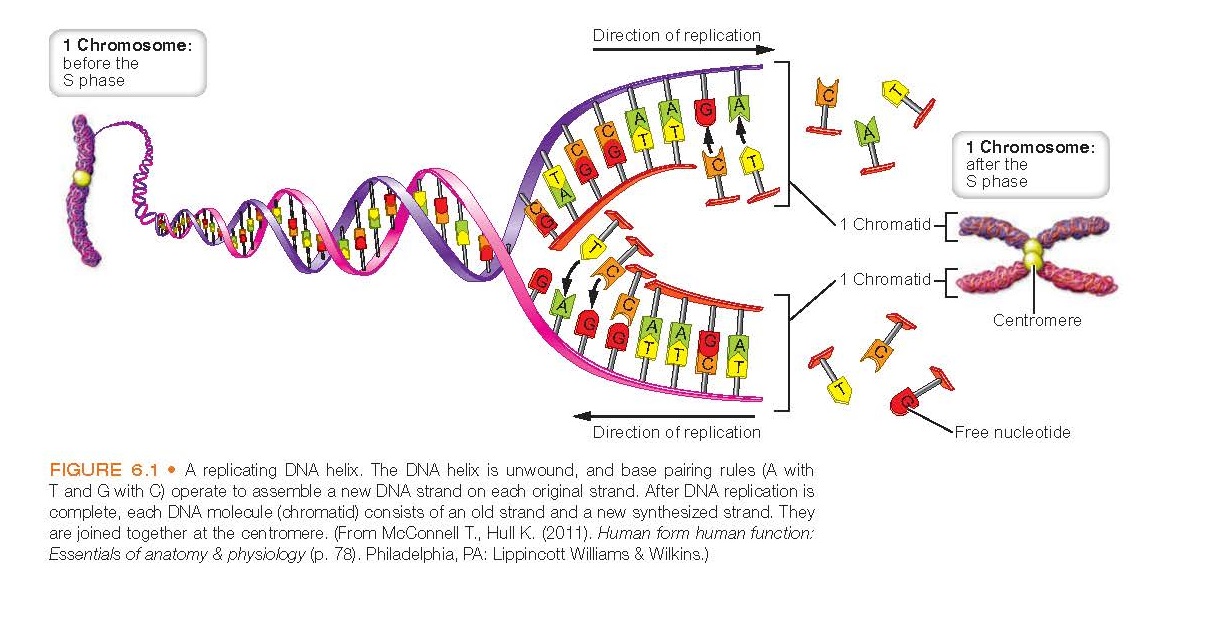 replicating DNA helix. The DNA helix is unwound, and base pairing rules (A with T and G with C) operate to assemble a new DNA strand on each original strand