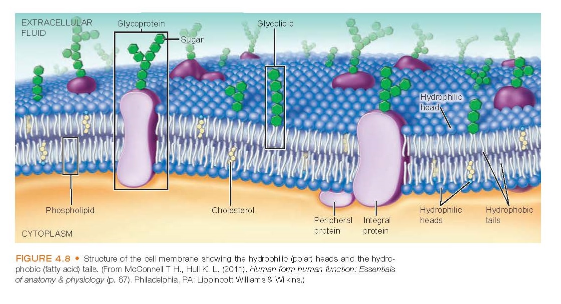 The Cell Plasma Membrane