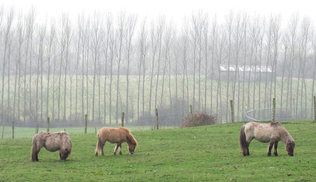 Small ponies.  Shetlands?  One Tree Hill, 17 March 2012.