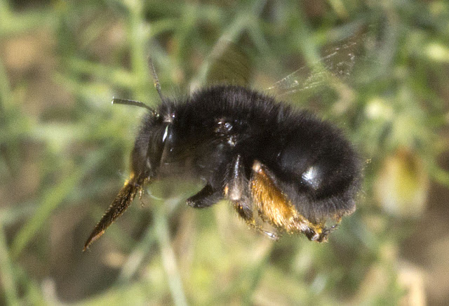 Hairy-footed Flower Bee, Anthophora plumipes.  Female.  West Wickham Common, 21 March 2012.