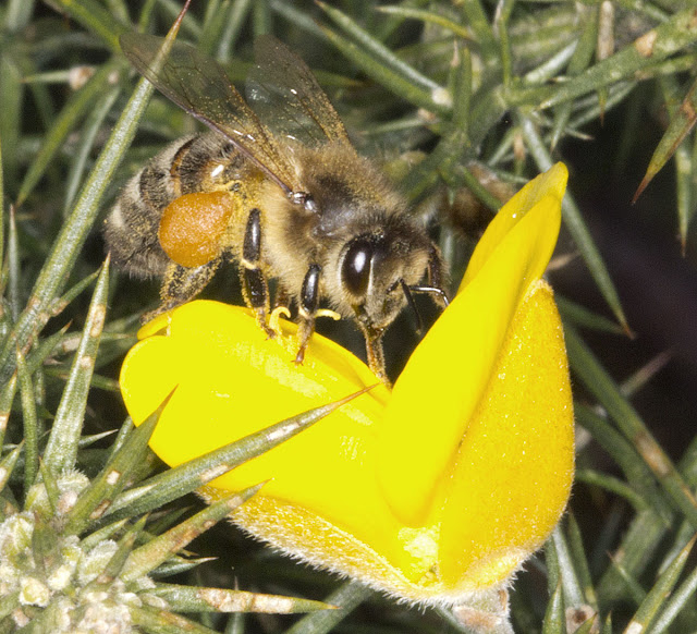 Honey Bee, Apis mellifera.  West Wickham Common, 21 March 2012.