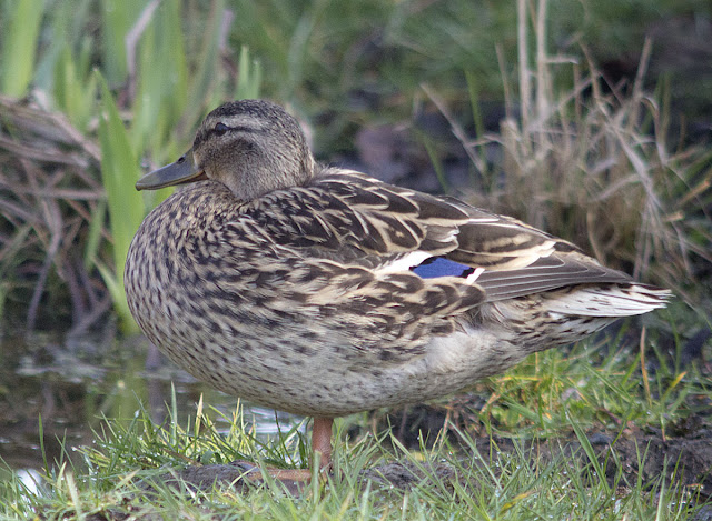 Mallard, Anas platyrynchos.  Female.  Bird walk in Jubilee Country Park, 24 March 2012.