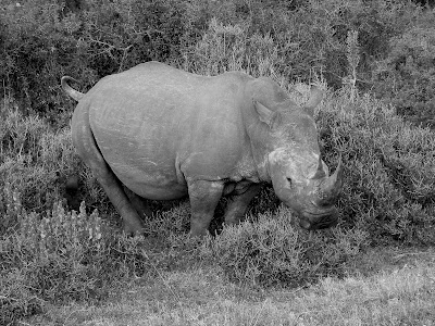 South Africa, Kruger National Park, Rhino Poaching, Save The Rhinos, black white