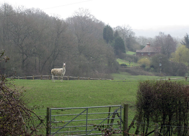 Llama in a field near One Tree Hill.  17 March 2012.