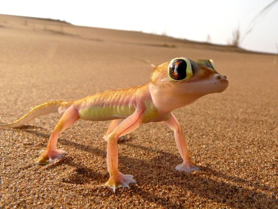 The adorable Namibian desert gecko