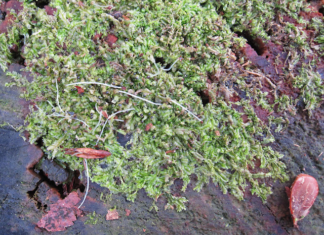 Lophocolea species.  A liverwort that smells of disinfectant.  Toys Hill, 3 March 2012.