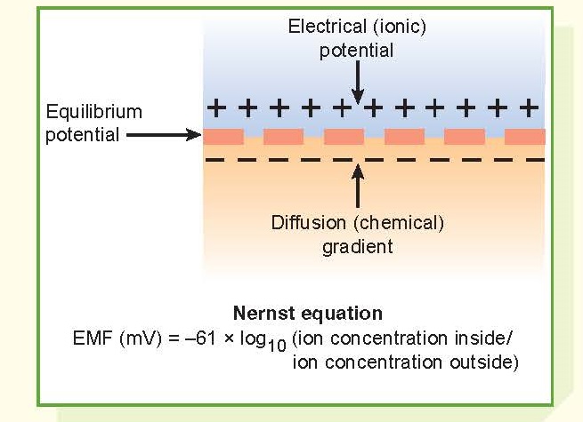 Diffusion Of Current-Carrying Ions