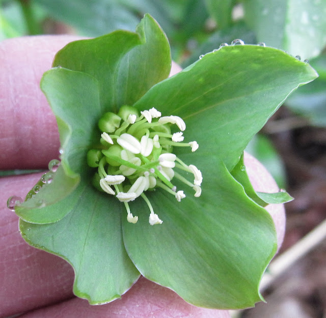 Green Hellebore, Helleborus viridis. One Tree Hill, 17 March 2012.