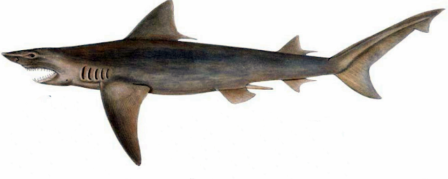 Ganges Shark