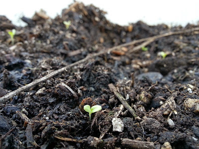 Lettuce germinating