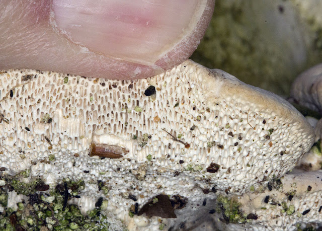 Lumpy Bracket, Trametes gibbosa, showing the underside.  The Knoll, Hayes, 18 January 2012.