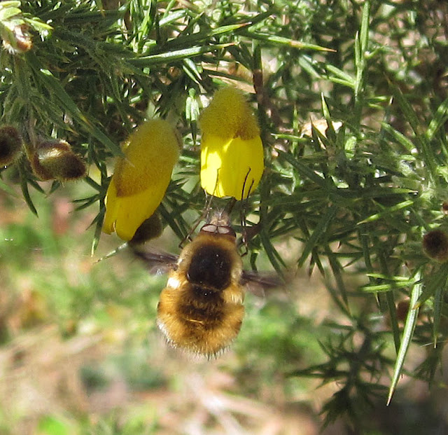 Bee Fly, Bombylius major, on gorse.  West Wickham Common, 19 March 2012.