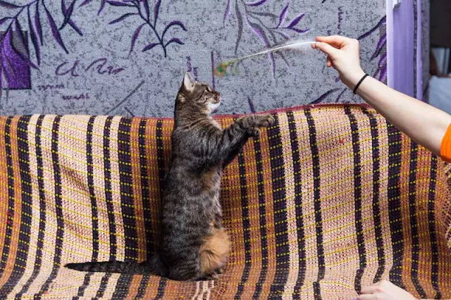 A cat plays with a feather toy - one of 5 things to do for your cat today