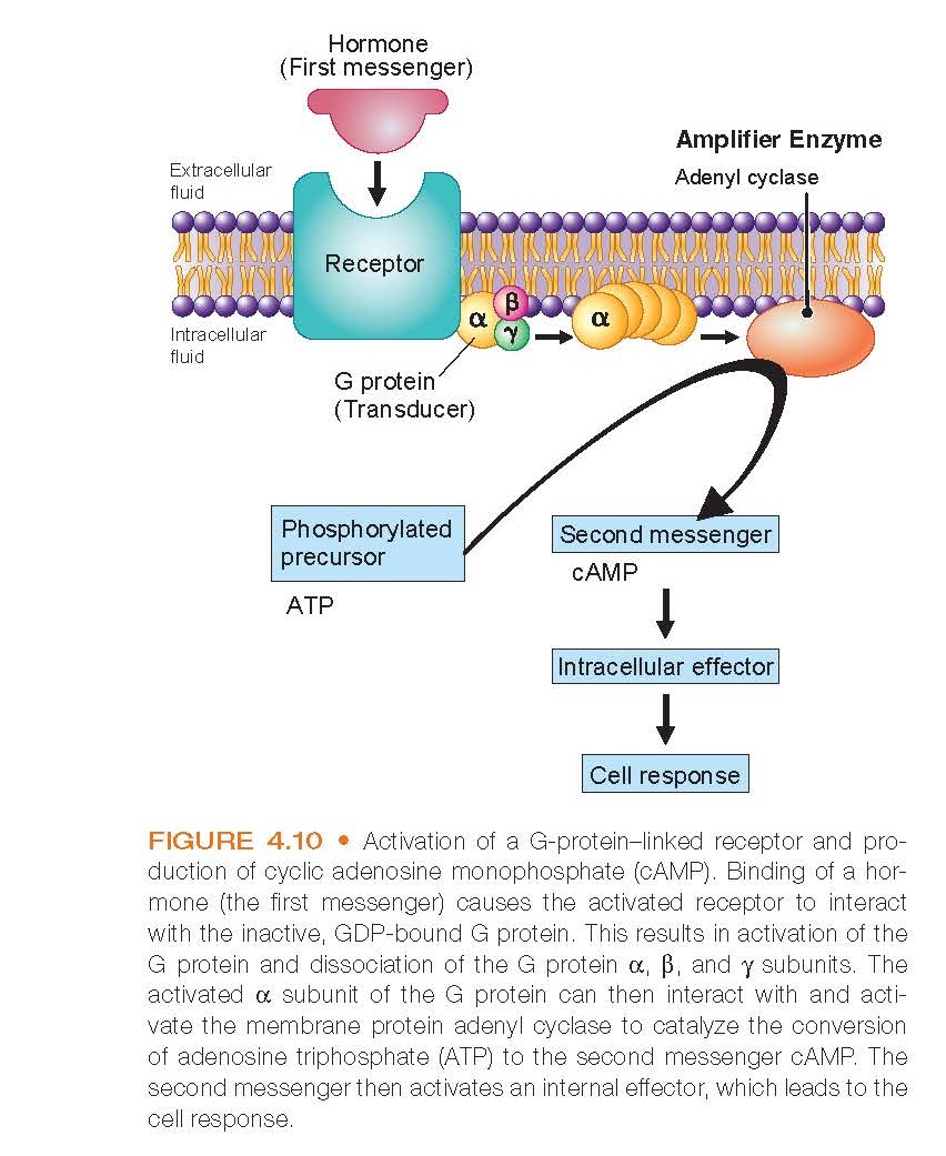 Activation of a G-protein–linked receptor and production of cyclic adenosine monophosphate (cAMP).