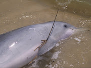 More dead dolphins and land animals wash up on Gulf of Mexico beaches .