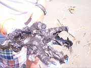 More dead creatures on Gulf of Mexico Beaches: Grand Isle, LATaken April .