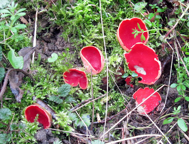 Scarlet Elf-cup, Sarcoscypha coccinea (confirmed to be the local species the previous year).  Scord's Wood, 3 March 2012.