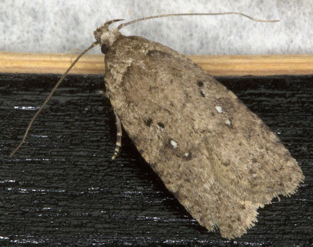 Agonopterix species (might be A. scopariella, A. heracliana or a couple of others; needs microscopic examination).  Micromoth.  In my house in Hayes in the evening. 24 February 2012.