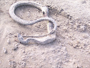 More dead creatures on Gulf of Mexico Beaches: Grand Isle, LATaken April .