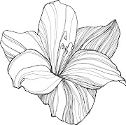 lily flower drawing (lily)