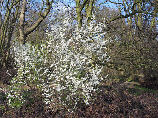 Prunus in flower at the edge of the wood.  Spring Park, 18 March 2012.