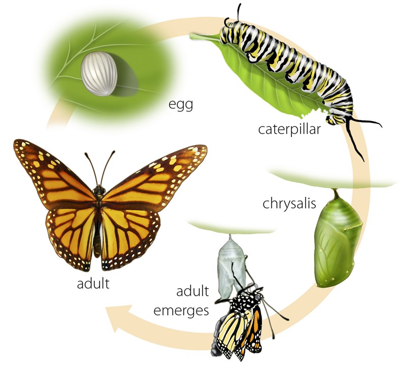 The Life Cycle of a Butterfly