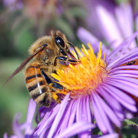 bee on a flower