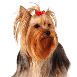 Yorkshire Terrier - carousel