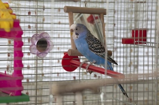 Homemade DIY Budgie Toys 